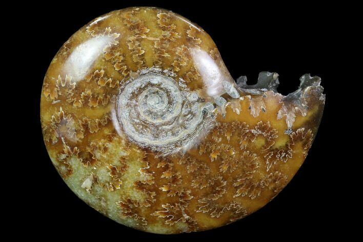 Polished, Agatized Ammonite (Cleoniceras) - Madagascar #97323